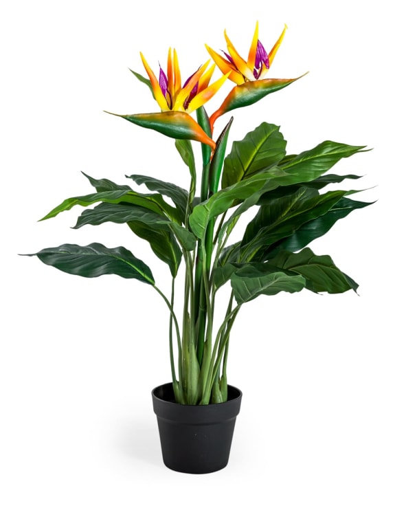 Ornamental Potted Bird of Paradise Plant (to be bought in qtys of 4)