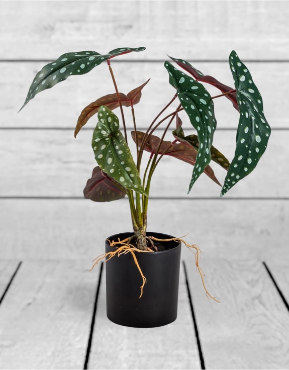 Ornamental Potted Philo Leaf Plant (to be bought in qtys of 12)