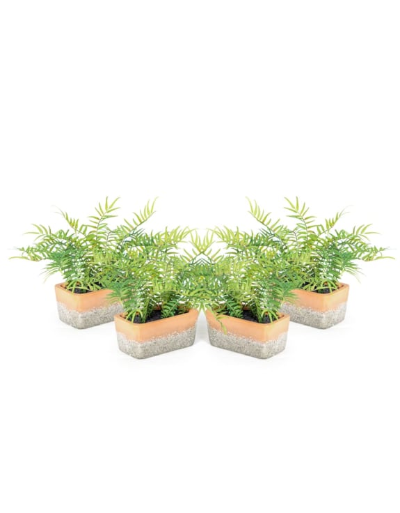 Ornamental Potted Fern Plant in Terracotta Pot (to be bought in qtys of 4)