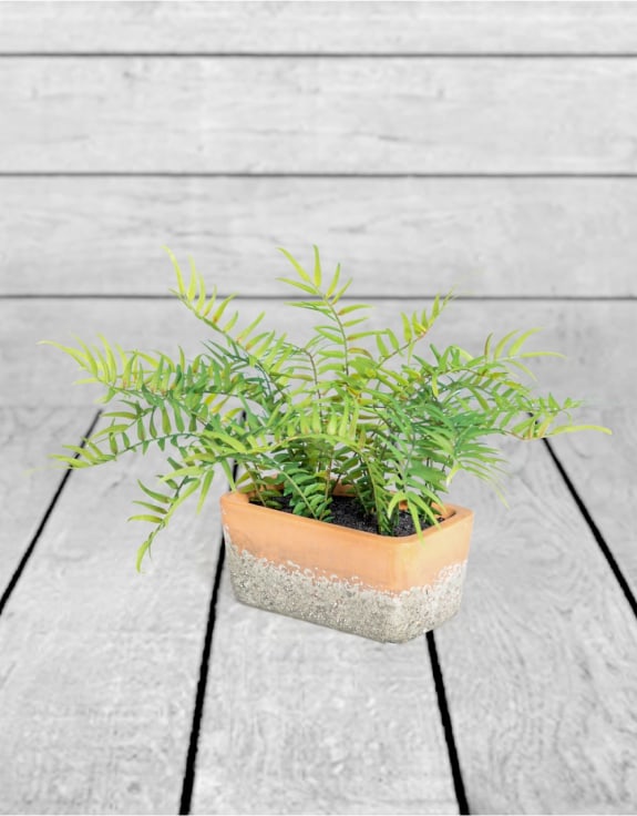 Ornamental Potted Fern Plant in Terracotta Pot (to be bought in qtys of 4)