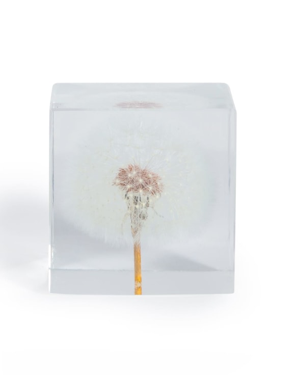 Square Acrylic Glass Real Dandelion Paperweight with Gift Box