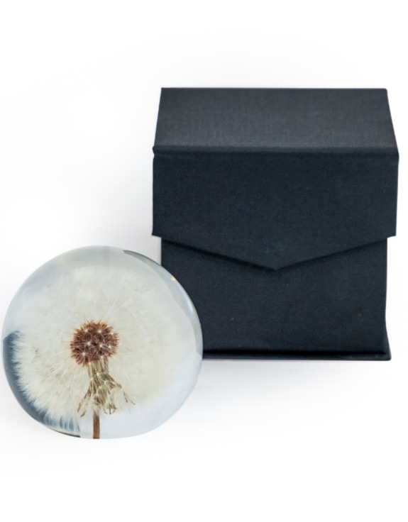 Large Round Acrylic Glass Real Dandelion Paperweight with Gift Box