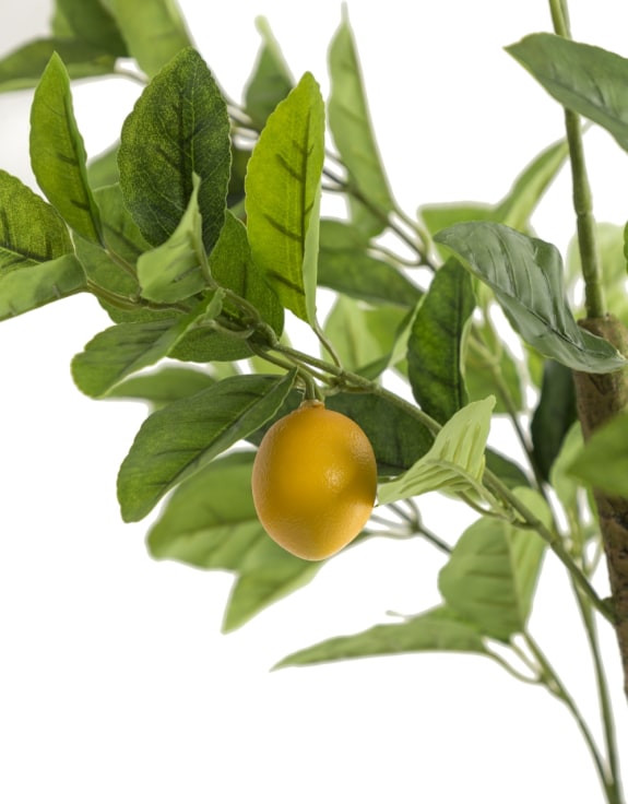 Large Ornamental Potted Lemon Tree