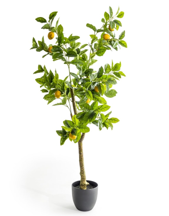 Large Ornamental Potted Lemon Tree