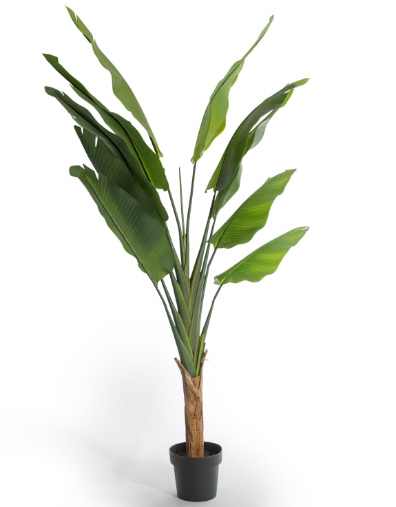 Extra Large Ornamental Strelitzia Tree