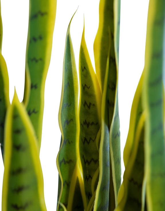 Large Ornamental Potted Snake Plant / "Sansevieria"