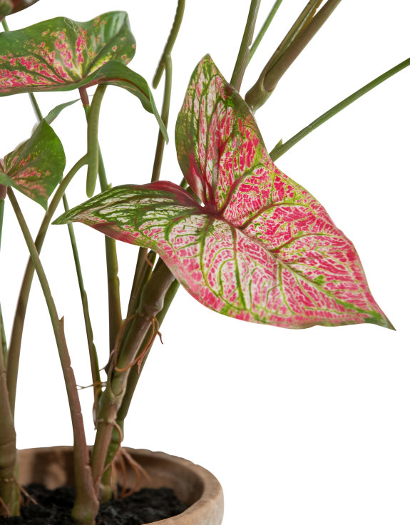 Ornamental Potted Caladium Plant (to be bought in qtys of 4)