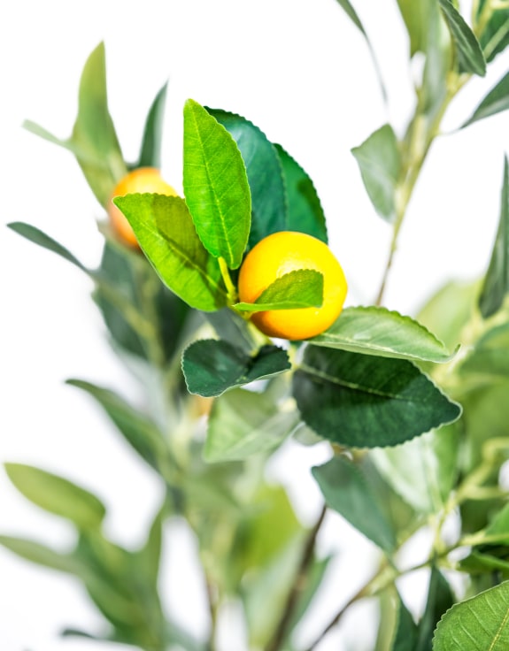 Large Ornamental Potted Orange Tree