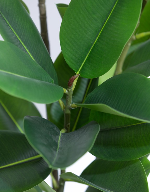 Tall Potted Rubber Plant