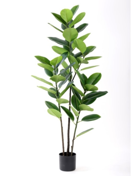 Tall Potted Rubber Plant