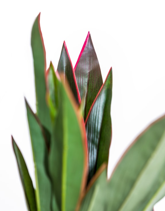 Large Ornamental Potted Red-Edged Dracaena