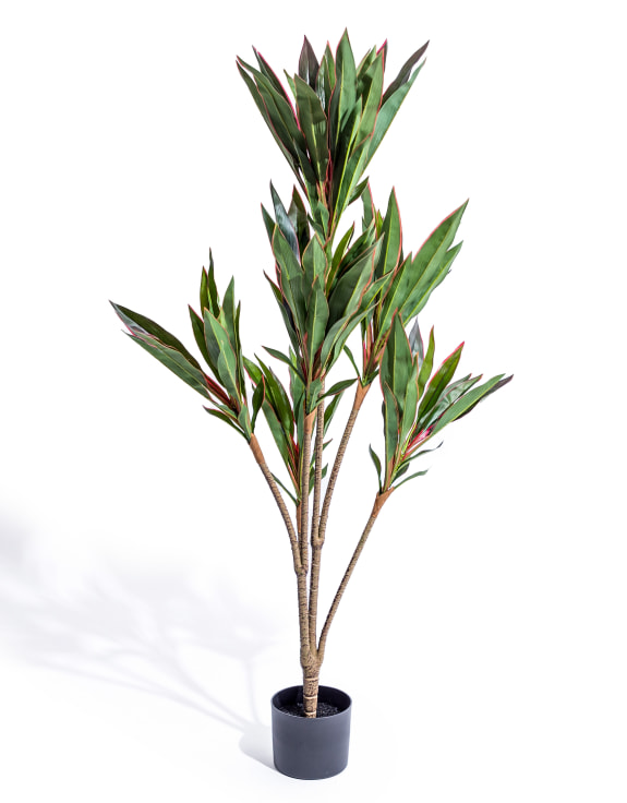 Large Ornamental Potted Red-Edged Dracaena