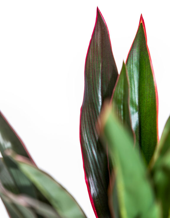 Large Ornamental Potted Red-Edged Dracaena