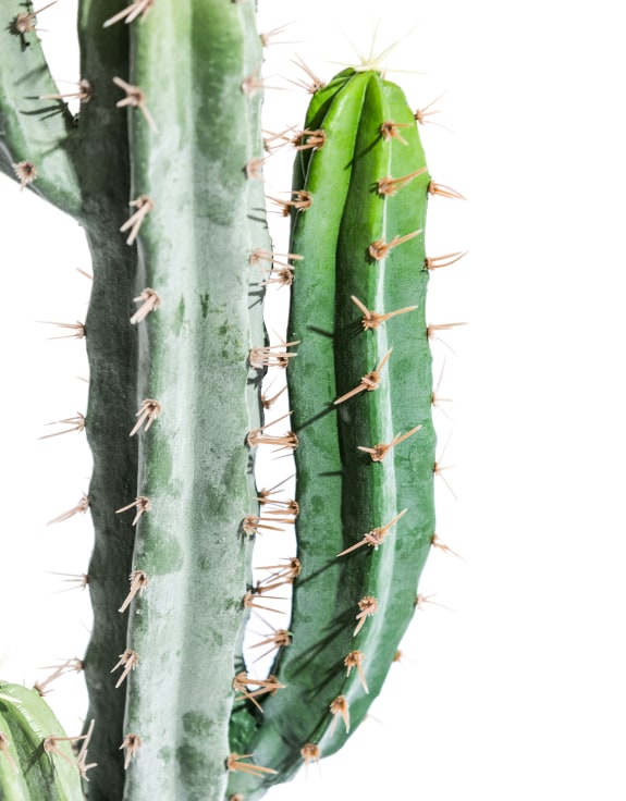 Classic Cactus Plant in Black Pot