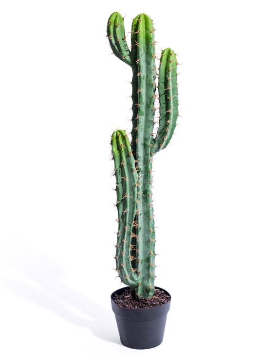 Classic Cactus Plant in Black Pot