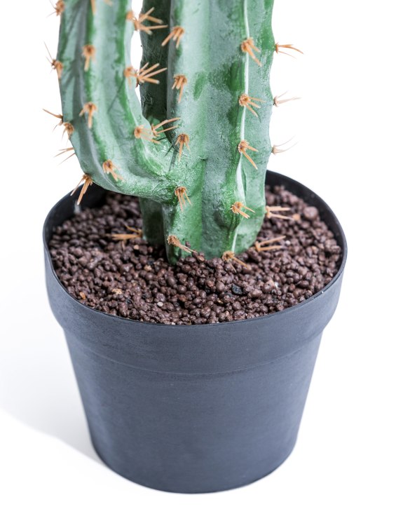 Classic Cactus Plant in Black Pot