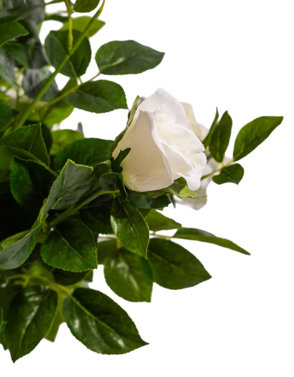 Large Ornamental Potted White Rose Tree