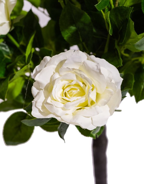 Large Ornamental Potted White Rose Tree