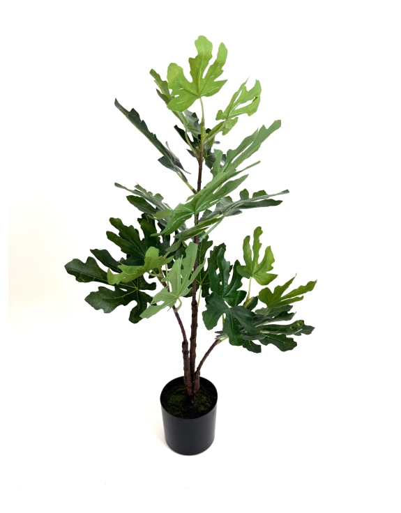 Ornamental Potted Fig Tree (to be bought in qtys of 4)