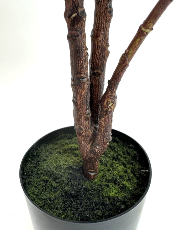 Ornamental Potted Fig Tree (to be bought in qtys of 4)