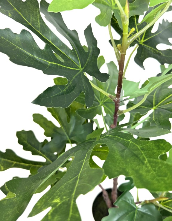Ornamental Potted Fig Tree (to be bought in qtys of 4)
