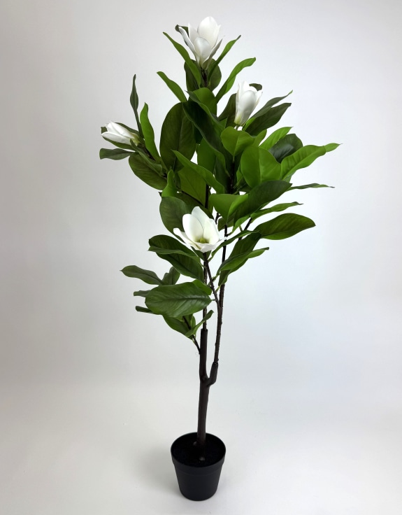 Ornamental Potted Magnolia Tree