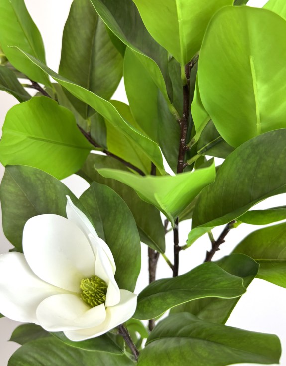 Ornamental Potted Magnolia Tree
