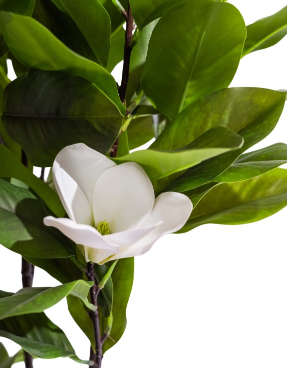 Ornamental Potted Magnolia Tree