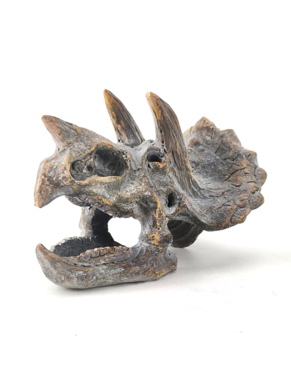 Triceratops Skull Table Decor