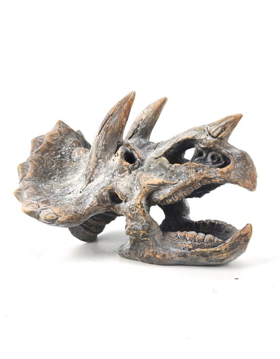 Triceratops Skull Table Decor
