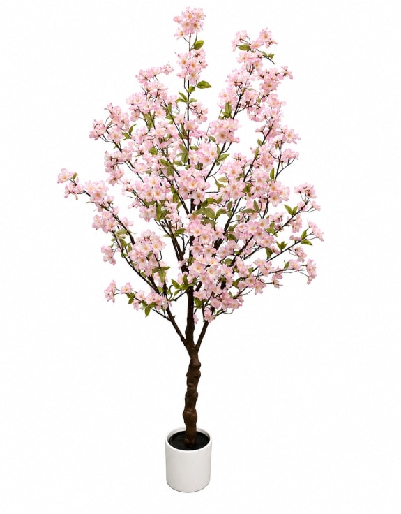 Large Ornamental Potted Cherry Blossom Tree