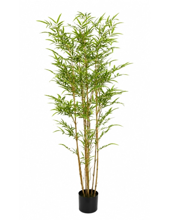 Classic Bamboo Tree