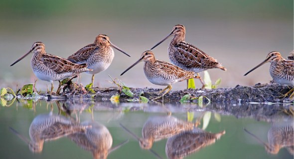 Wildlife Photographer of the Year