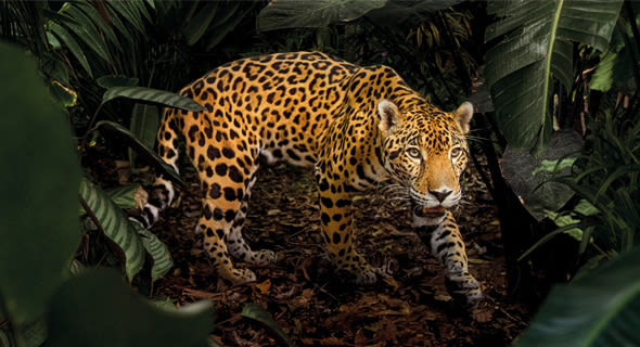 BBC Earth Gift Stationery and Greeting Cards from Museums & Galleries