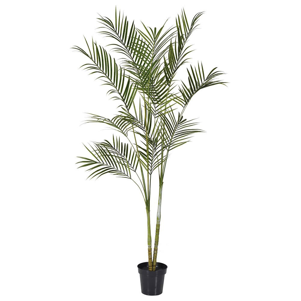 Areca Palm in Plastic Pot