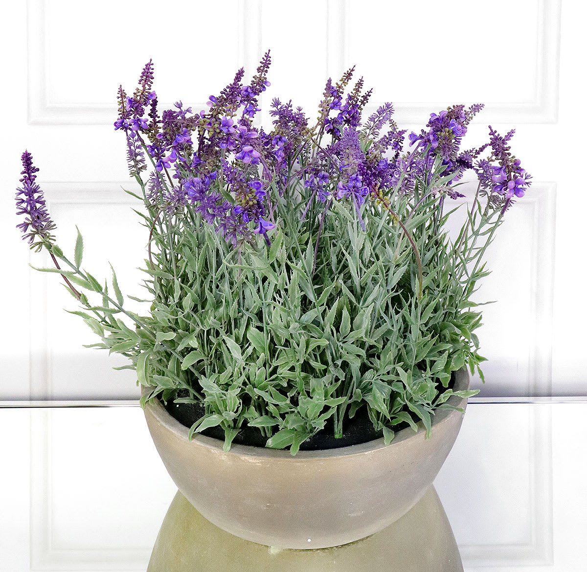 Large Lavender in Round Pot