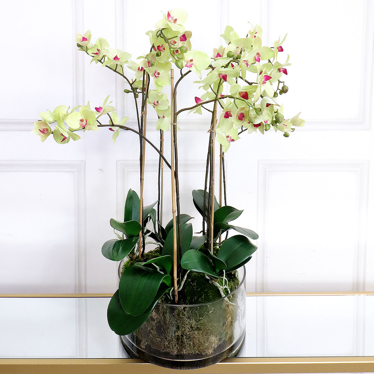 Lime Green Phalaenopsis Orchid in Moss Pot