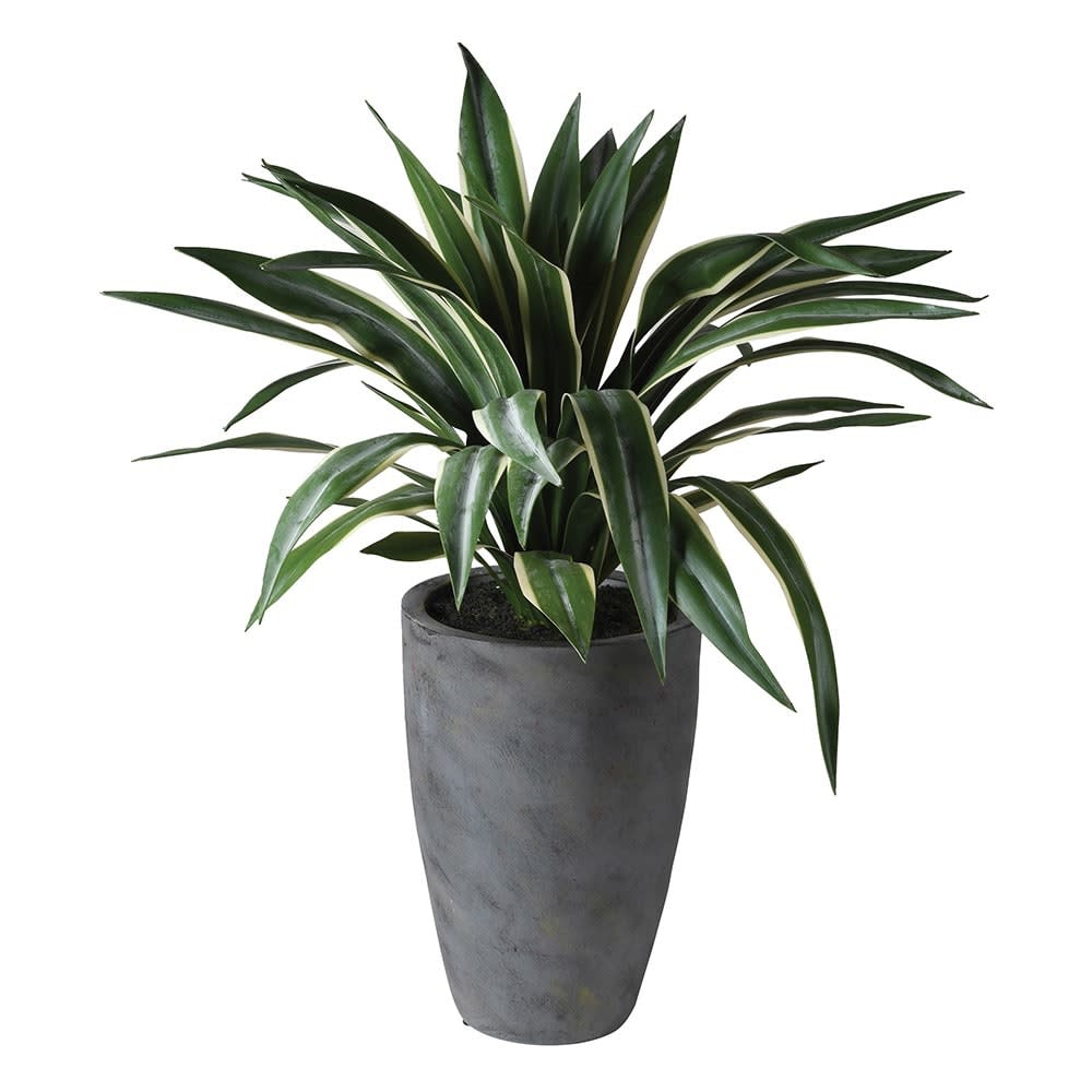 Green Tall Spider Plant