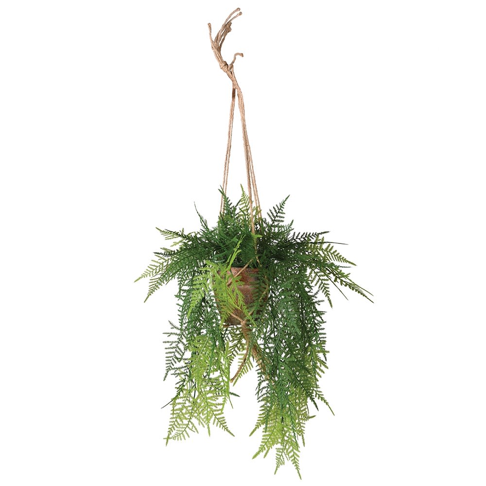 Hanging Boston Fern