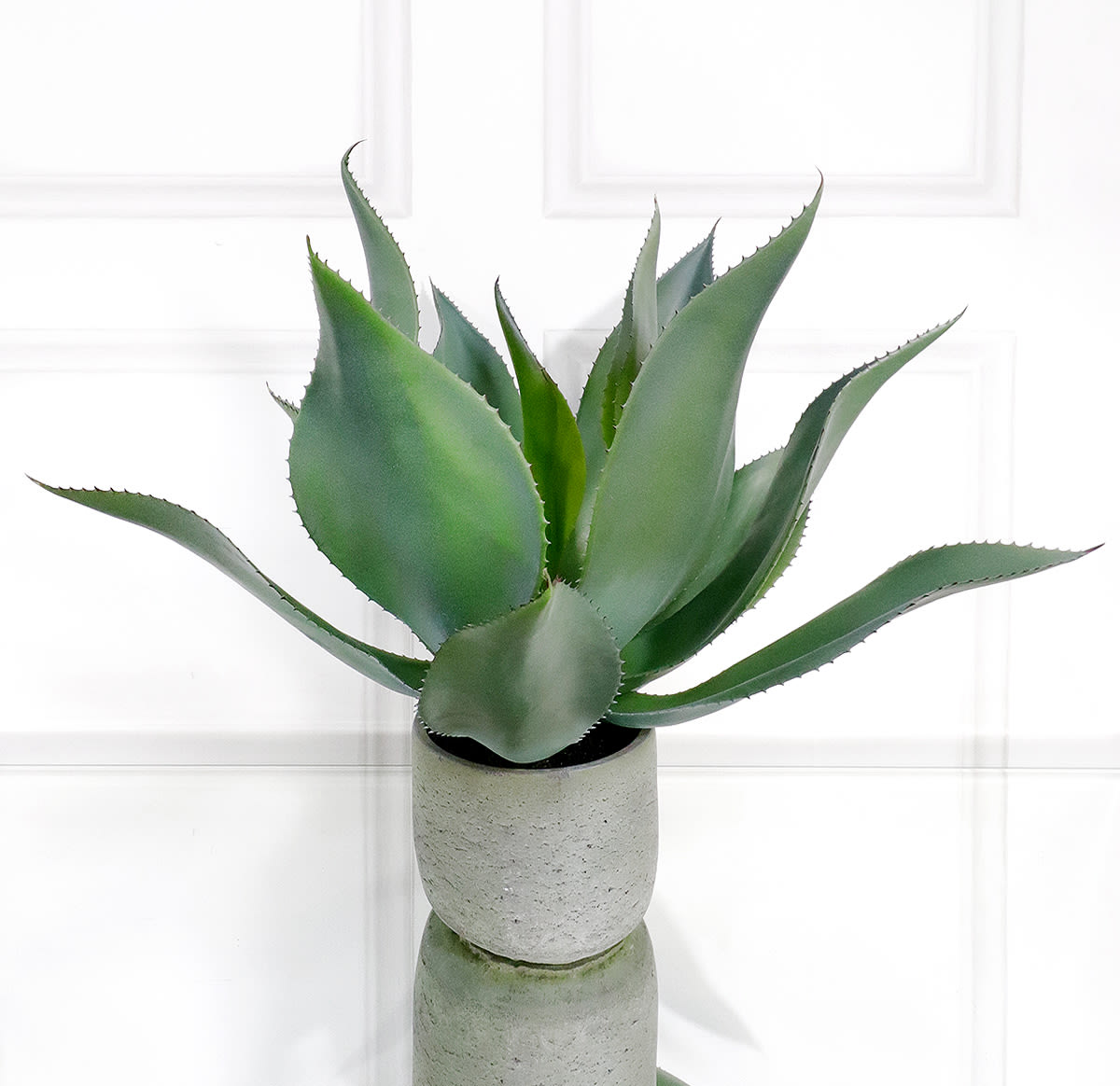 Aloe Vera in Clay Pot