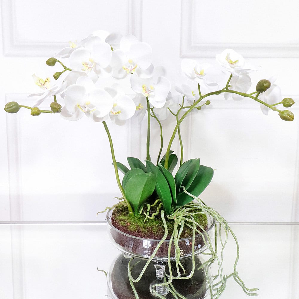 White Small Orchid Phalaenopsis Plants Arrangement in Glass Bowl with Feet