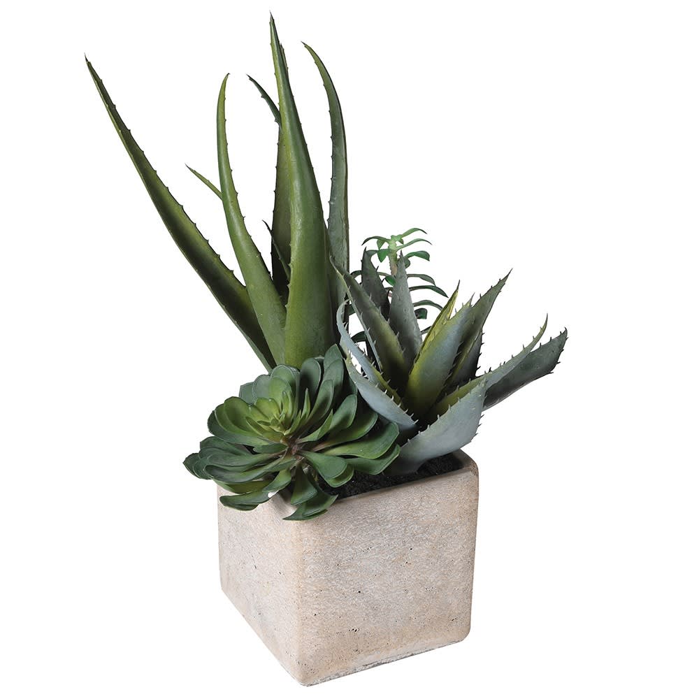 Cactus Arrangement in Grey Pot