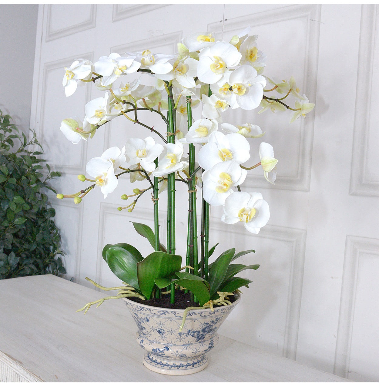 White Orchid Phalaenopsis Plants in Decorative Ceramic Planter