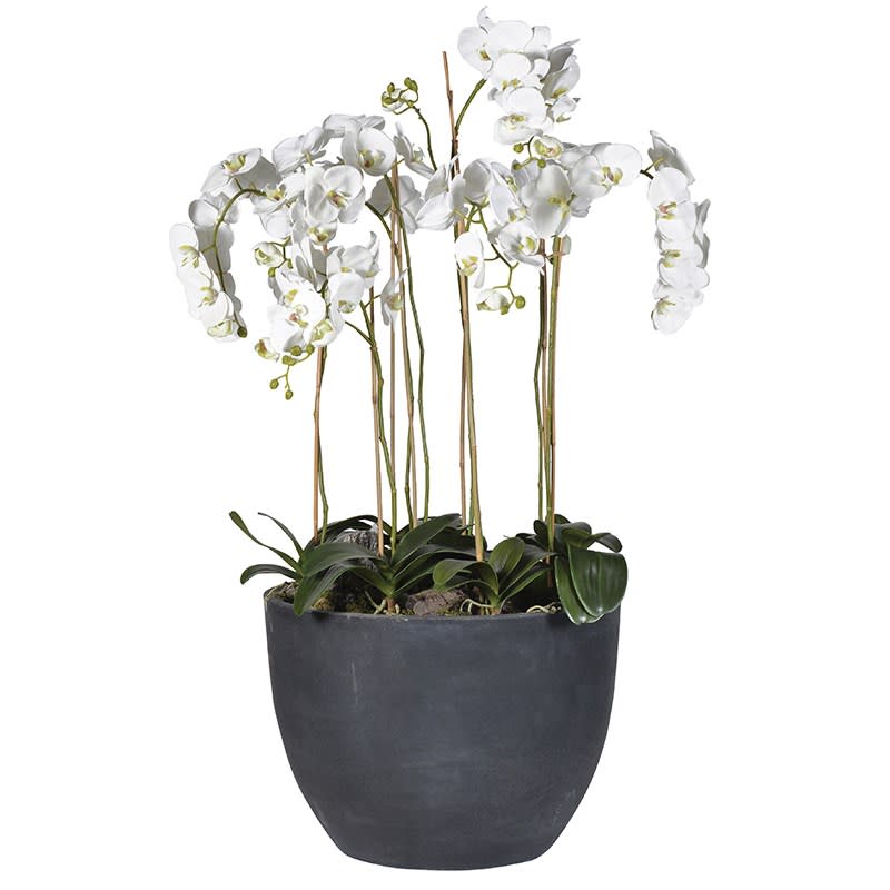 White Orchid Phalaenopsis Large Plants in Dark Grey Tub Planter