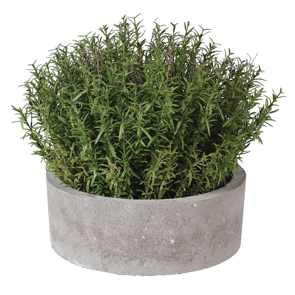 Faux Rosemary Plant in Stone Pot