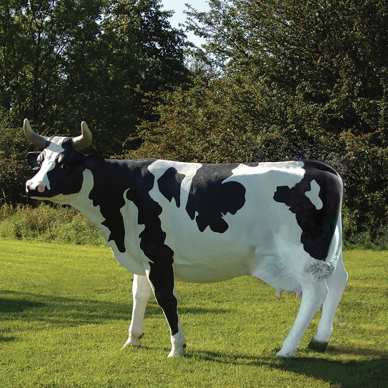 Life Size Friesian Cow