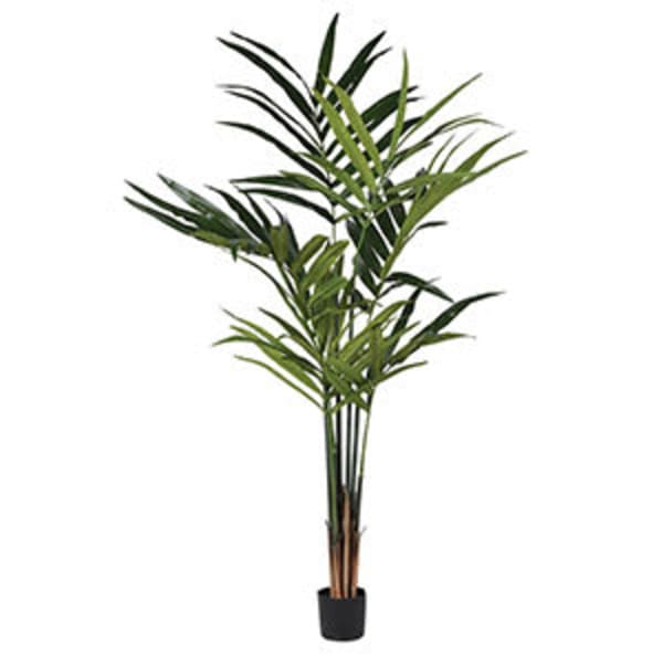 Tall Kentia Palm in Plastic Pot