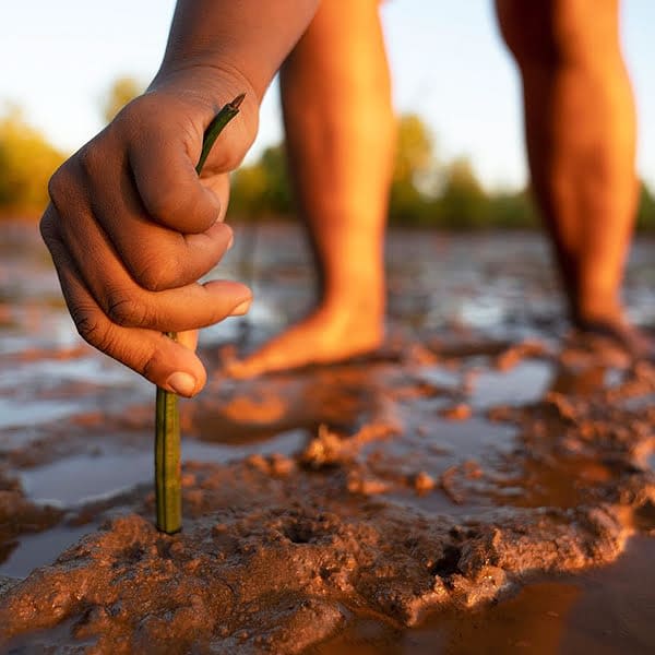 Coach house environment eden project