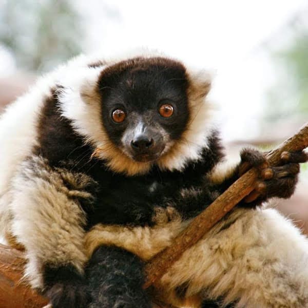 Coach house environment eden project