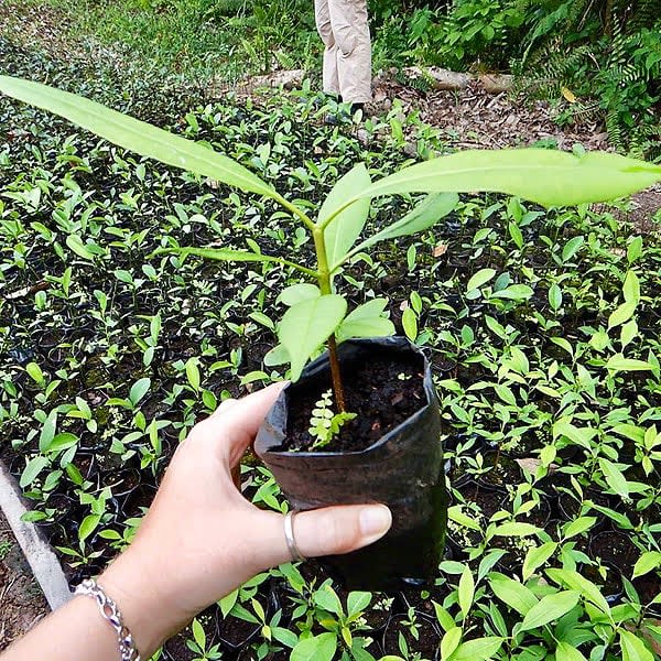 Coach house environment Katigan going green